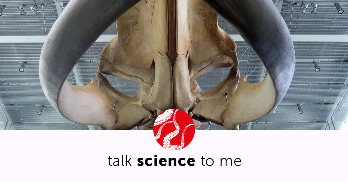 Why Do Whales Breathe Air? - Talk Science To Me